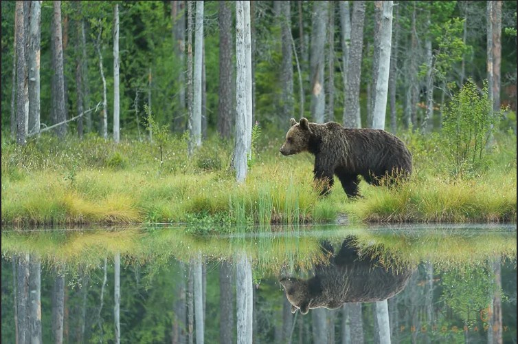 5 советов по фотографированию дикой природы в условиях низкой освещенности